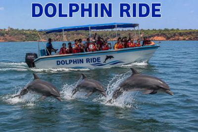 Dolphin Ride